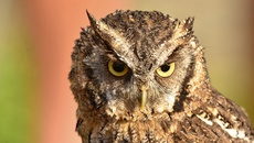 Choliba-Kreischeule (12).jpg